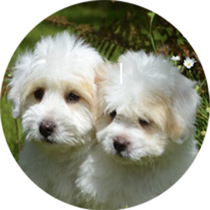 Graphic of two dogs leading to the QCPC Milan Clinic page